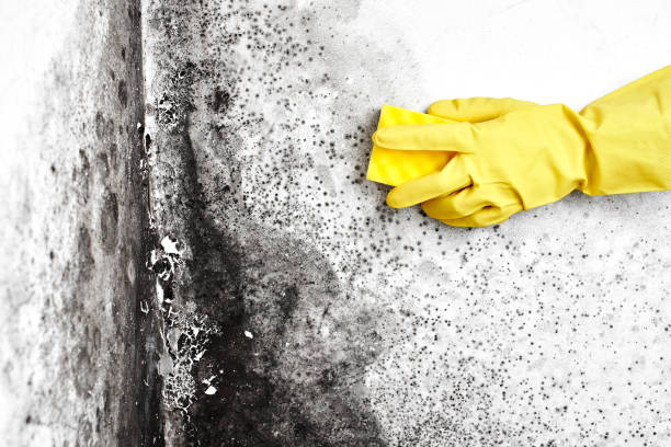 Crawl Space Mold Removal in Rothschild, WI