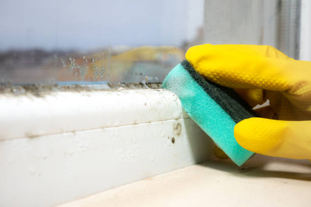 Best Fast Mold Removal  in Rothschild, WI