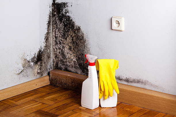 Best Best Mold Removal Companies  in Rothschild, WI